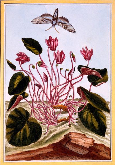 Siklamen, bar. 1776. by Pierre Joseph Buchoz