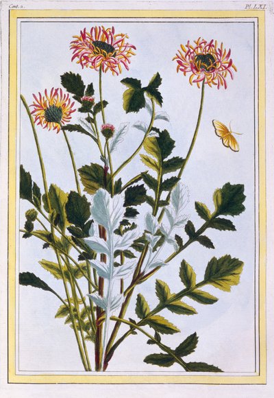 Etiyopya Arcotis (Afrika Zambak), c.1766 (el boyaması gravür) by Pierre Joseph Buchoz