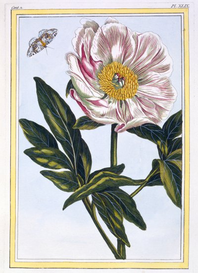 Et rengi ortak Paeony, pub. 1776. by Pierre Joseph Buchoz