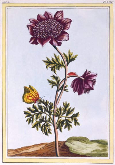 Bahçe Anenome Windflower, pub. 1776. by Pierre Joseph Buchoz