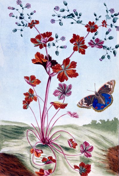 Parlak Cranesbill, pub. 1776. by Pierre Joseph Buchoz