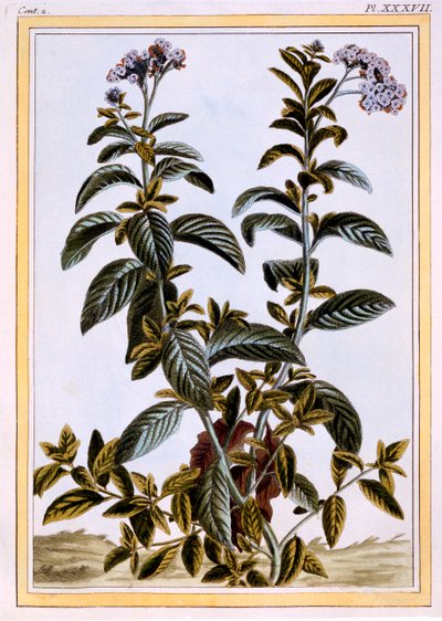 Kediotu veya Kirazlı Turta, pub. 1776. by Pierre Joseph Buchoz