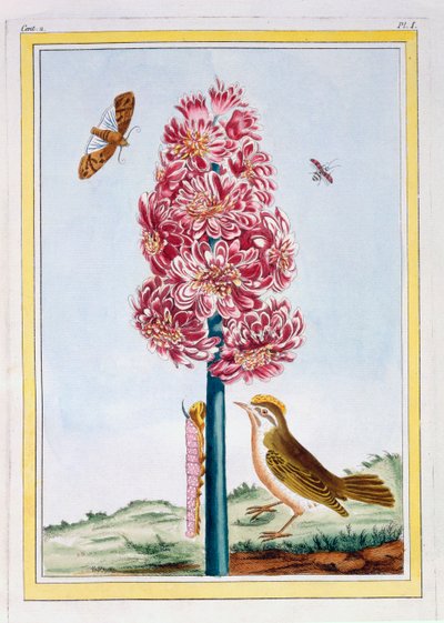 Sümbül, bar. 1776. by Pierre Joseph Buchoz