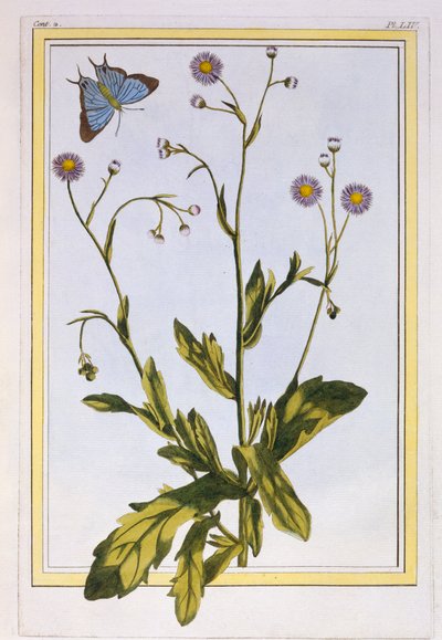 Philadelphia Kanadalı Fleabane, pub Erigeron. 1776. by Pierre Joseph Buchoz