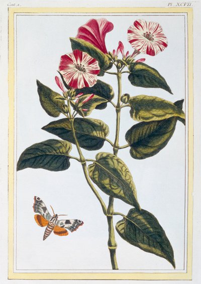 La Belle de Nuit Morning Glory, pub. 1776. by Pierre Joseph Buchoz