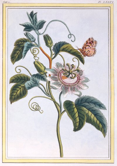 La Grenadille veya Le Maracot, pub. 1776. by Pierre Joseph Buchoz