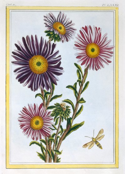 Kraliçe Margaret Aster, pub. 1776. by Pierre Joseph Buchoz