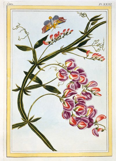 Le Grand Lathyre Sonsuz Tatlı Bezelye, pub. 1776. by Pierre Joseph Buchoz