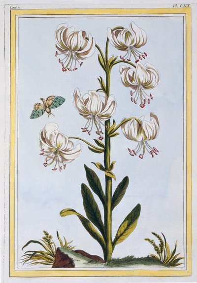 Le Martagan Blanc, birahane. 1776. by Pierre Joseph Buchoz