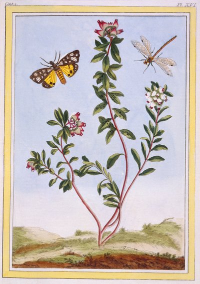 Le Petit arbousier des Alpes Dağı funda, pub. 1776. by Pierre Joseph Buchoz