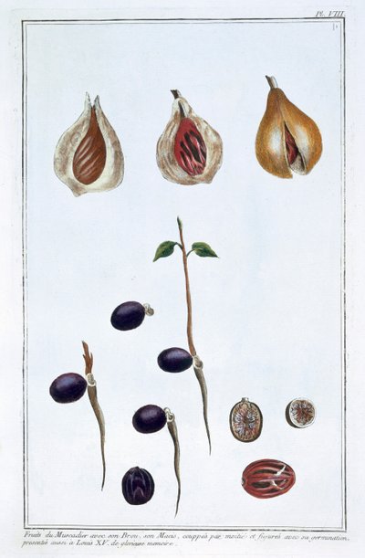 Küçük hindistan cevizi, c1751-1807 by Pierre Joseph Buchoz