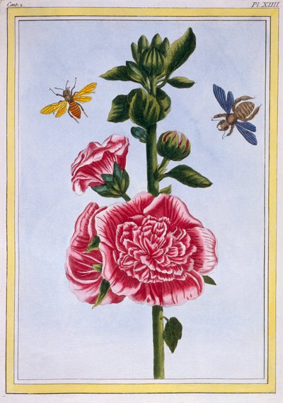 Passerose Hollyhock, pub. 1776. by Pierre Joseph Buchoz