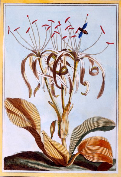 Deniz Nergis, pub. 1776. by Pierre Joseph Buchoz