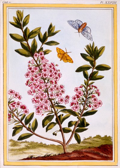 Koyun Defne Kalmia angustifolia, pub. 1776. by Pierre Joseph Buchoz