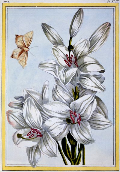 Büyük Beyaz Zambak, pub. 1776. by Pierre Joseph Buchoz