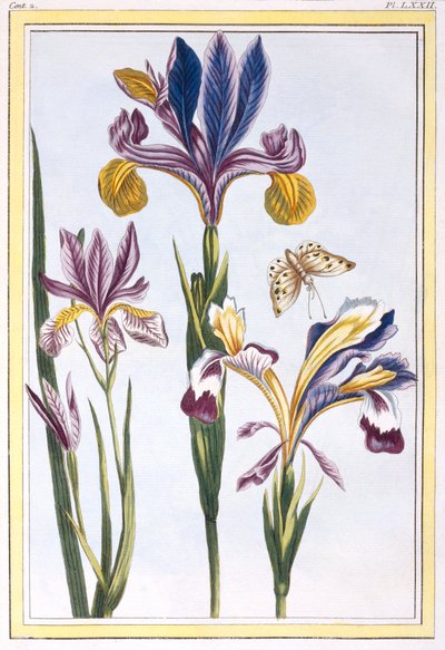 Alacalı İris, c.1776 (el boyaması gravür) by Pierre Joseph Buchoz