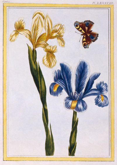 Sarı ve Menekşe Süsenler, pub. 1776. by Pierre Joseph Buchoz