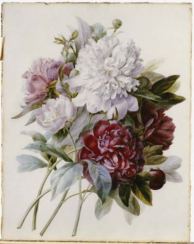 Kırmızı, Pembe ve Beyaz Şakayık Buketi by Pierre Joseph Redouté