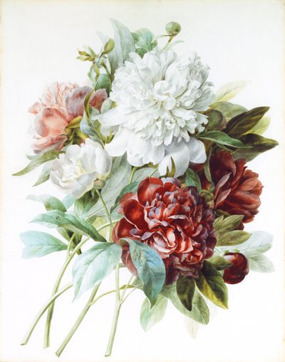 Bir Buket Kırmızı, Pembe ve Beyaz Şakayık, by Pierre Joseph Redouté