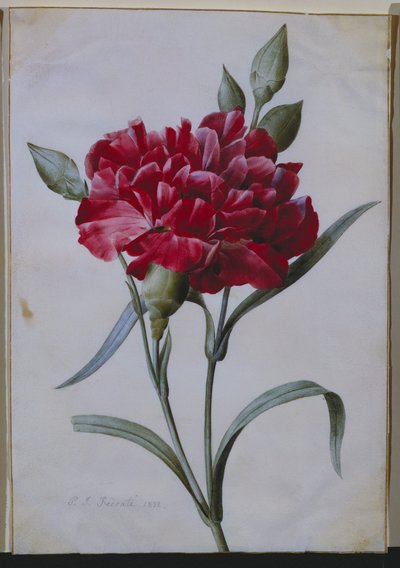 Koyu Kırmızı Karanfil, 1822 by Pierre Joseph Redouté