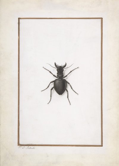 Bir Geyik Böceği, . by Pierre Joseph Redouté