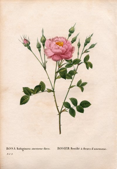 Anemon çiçekli tatlıbriar gülü, Rosa rubiginosa çeşidi, Anemon çiçekleri ile gül pası. Pierre Joseph Redoute