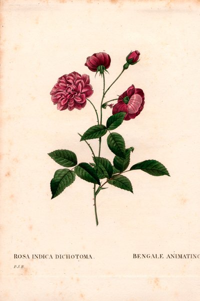 Çin gülü canlandırıyor, Rosa chinensis melezi, Bengal canlandırıyor. Pierre Joseph Redoute