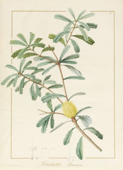 Banksia Marcescens, 1813 (parşömen üzerine grafit üzerine klozet ve gövde rengi) by Pierre Joseph Redouté