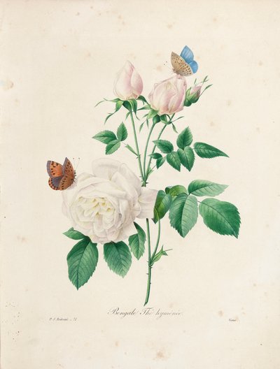 ಬೆಂಗಾಲ್ ಥೆ ಹೈಮೆನೀ, ವಿಕ್ಟರ್‌ನಿಂದ ಕೆತ್ತಲಾಗಿದೆ, 