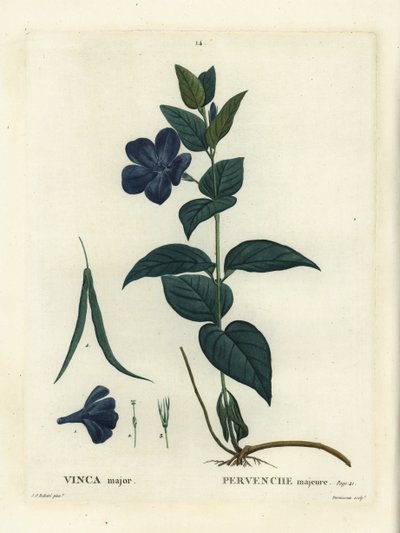 Büyük yapraklı deniz salyangozu, büyük deniz salyangozu veya mavi deniz salyangozu, Vinca majör. Henri Louis Duhamel du Moncel