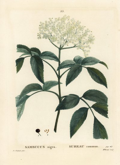 Siyah mürver veya Avrupa mürver, Sambucus nigra. Henri Louis Duhamel du Moncel