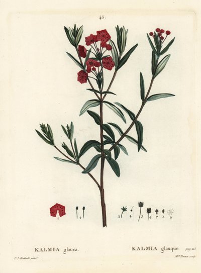 Bataklık defnesi, Kalmia polifolia (Kalmia glauca). Henri Louis Duhamel du Moncel'in Treat des Arbres et Shrustes, Paris'inden Pierre-Joseph Redoute'un bir illüstrasyonundan sonra Miss Brenet tarafından elle boyanmış noktalı gravür by Pierre Joseph Redouté