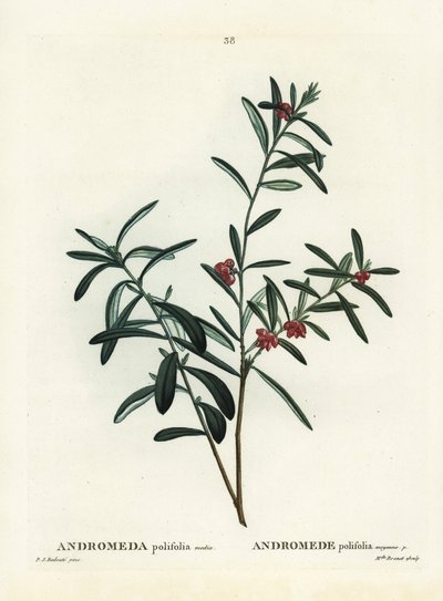 Bataklık biberiye, Andromeda polifolia. Henri Louis Duhamel du Monceau