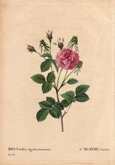 Botanik Kurulu, Çiçek, Gül Çeşitleri: Agathe carnee (Rosa gallica agatha incarnata). Kökeni bilinmeyen, Rose Gallica Damask