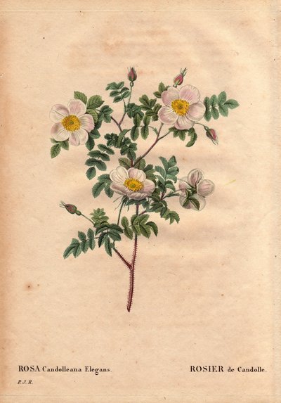 Botanik Kurulu, Çiçek, Gül Çeşitleri: De Candolle'nin beyaz gülü veya Rose de Candolle (Rosa candolleana elegans). Yaban gülü, Güney Avrupa'da keşfedildi ve 1819'da De Candolle olarak adlandırıldı. Pierre Joseph Redoute'un (1759-1840) " by Pierre Joseph Redouté
