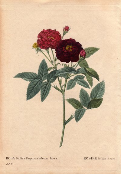 Botanik Kurulu, Çiçek, Gül Çeşitleri: Van Eeden Rose (Rosa Gallica Purpurea Velutina Parva). Van Eeden tarafından 1810'dan önce Hollanda'da yetiştirilmiştir. Pierre Joseph Redoute (1759-1840) tarafından "" Les Roses", Cilt 2'de by Pierre Joseph Redouté