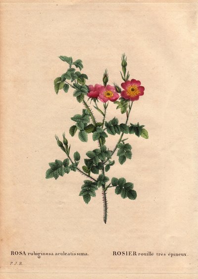 Botanik Kurulu, Çiçek, Gül Çeşitleri: Çok dikenli pas gülü (Rosa rubiginosa aculeatissima). Tohumlarla elde edildi ve 1810 civarında Du Pont tarafından ekmeklendi. Pierre Joseph Redoute (1759-1840) tarafından “” Les Roses”, Cilt 2