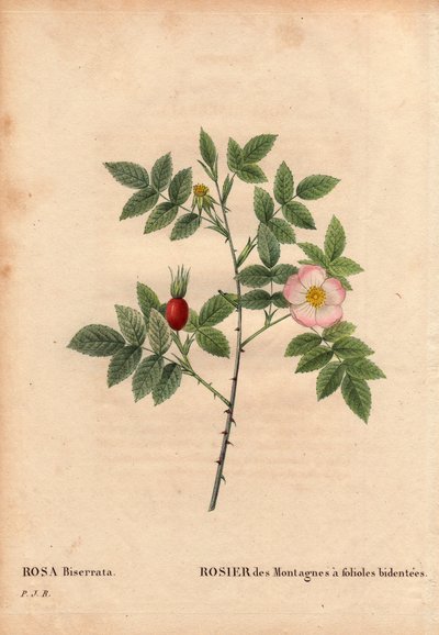 Botanik Kurulu, Çiçek, Gül Çeşitleri: Bidentee broşürlü Dağ Gülü (Rosa Biserrata). 1812