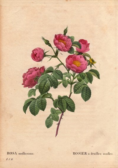 Botanik Kurulu, Çiçek, Gül Çeşitleri: Yumuşak yapraklı gül. (Rosa mollissima flora submultiplici). Gül mollis çeşidi, 1821