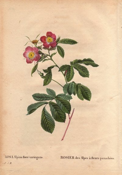 Botanik Tabak, Çiçek, Gül Çeşitleri: Alacalı çiçeklerle Alplerin Gülü (Rosa alpina flora variegato). 1813 de Poilpre civarında Fransa