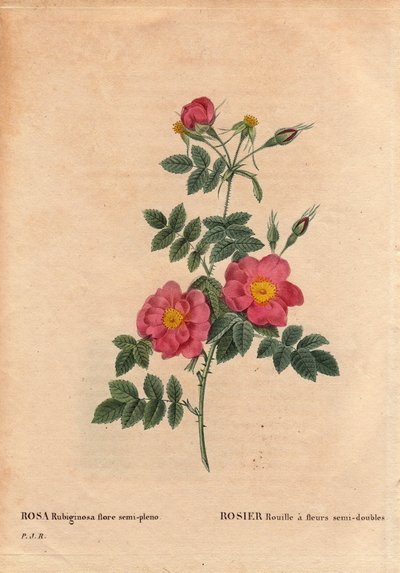 Botanik Tabak, Çiçek, Gül Çeşitleri: Rose Rust, tohumlardan elde edilen ve 1806 civarında PJ Redoute tarafından yetiştirilen yarı-çift çiçeklere (Rosa rubiginosa flora semi pleno) sahiptir. Pierre Joseph Redoute (1759- 1840) by Pierre Joseph Redouté