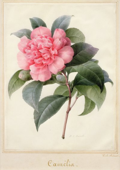 Camelia (parşömen üzerine altın ile suluboya) by Pierre Joseph Redouté