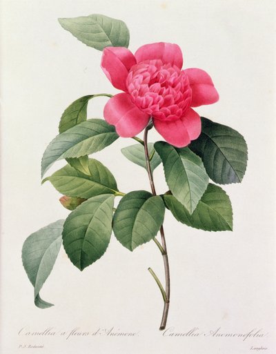 Camellia Anemonefolia (renkli gravür) by Pierre Joseph Redouté