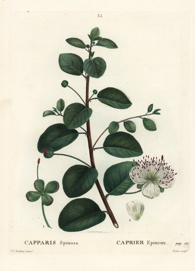 Kapari çalısı, Capparis spinosa. Henri Louis Duhamel du Moncel