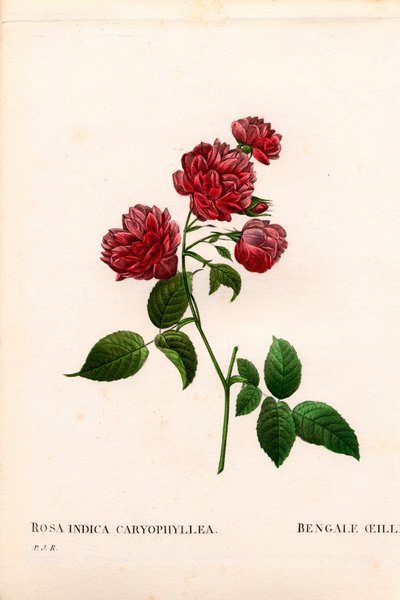 Karanfil Çin gülü, Rosa chinensis çeşidi, Bengal Karanfil Karanfil. Pierre Joseph Redoute