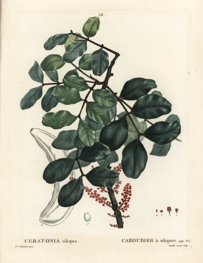 Keçiboynuzu ağacı veya keçiboynuzu çekirdeği, Ceratonia siliqua. Henri Louis Duhamel du Moncel