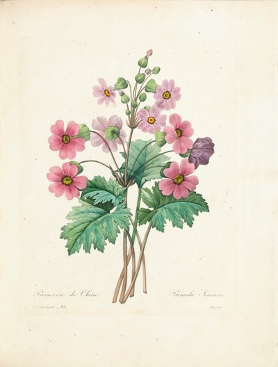 Çin Primrose, Bessin tarafından 