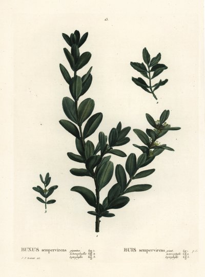 Ortak kutu, Avrupa kutusu veya şimşir, Buxus sempervirens (gigantea, heterophylla ve leptophylla). Henri Louis Duhamel du Monceau