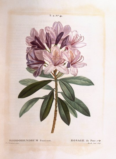 Ortak ormangülü (Rhododendron ponticum), Henry Louis Duhamel du Monceau, Pierre Joseph Redouté tarafından botanik plaka by Pierre Joseph Redouté