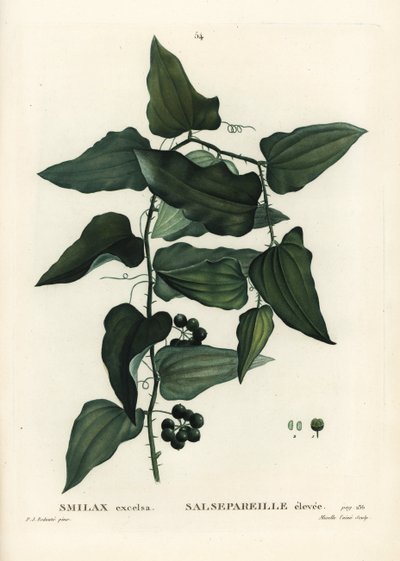 Yaygın smilax, kaba gündüzsefası, sarsaparilla veya Akdeniz smilax, Smilax aspera (Smilax excelsa). Henri Louis Duhamel du Moncel